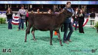 Heifer#4