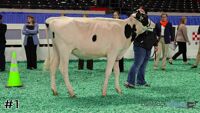 Heifer#1
