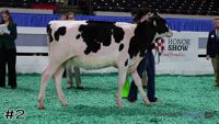 Heifer#2
