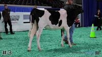 Heifer#3