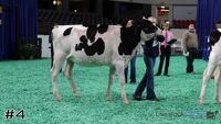Heifer#4