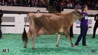 Cow#1