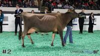 Cow#2