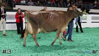 Cow#3