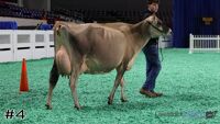 Cow#4