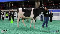 Cow#2