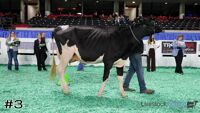 Cow#3