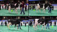 All Animals