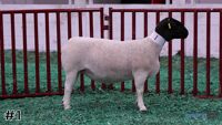 Ewe#1