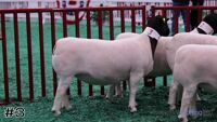 Ewe#3