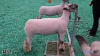 Lamb#2