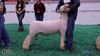 Ram#3
