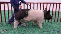 Hog#2
