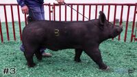 Hog#3