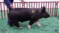 Hog#4