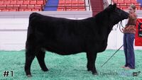 Heifer#1