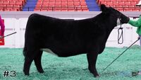 Heifer#3