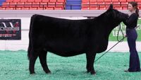 Heifer#4