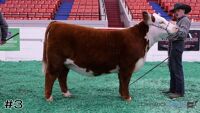 Heifer#3