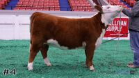 Heifer#4