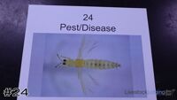 Specimen#24
