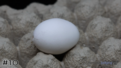 Egg#10