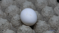 Egg#2