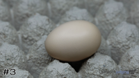 Egg#3
