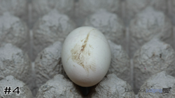 Egg#4