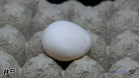 Egg#5