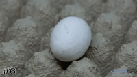 Egg#6
