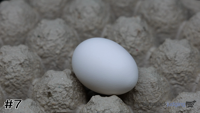 Egg#7