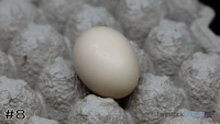 Egg#8