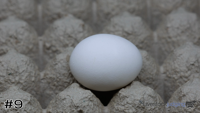 Egg#9