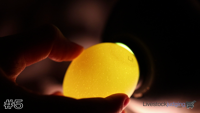 Egg#5