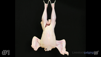 Bird#1