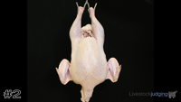Bird#2
