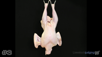 Bird#3