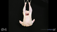 Bird#4