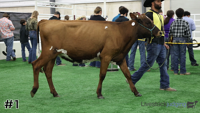 Heifer#1