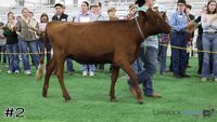 Heifer#2