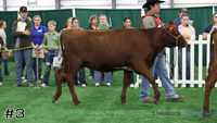 Heifer#3