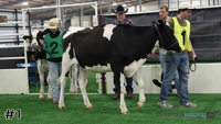 Heifer#1