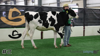 Heifer#2