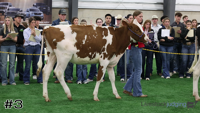 Heifer#3