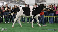 Heifer#4