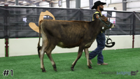 Heifer#1