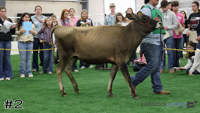 Heifer#2