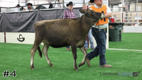 Heifer#4