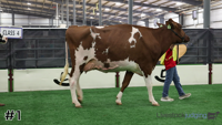 Cow#1
